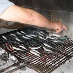 Galeb